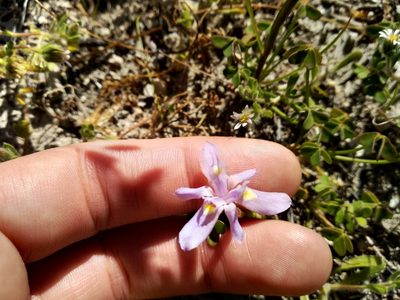 Moraea setifolia, photographed by De Waal Hugo
