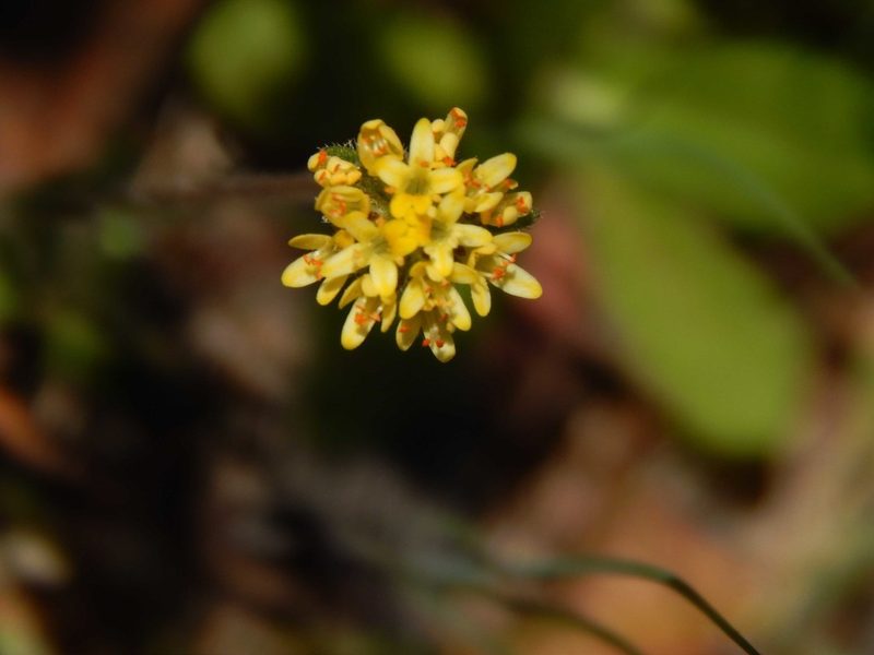Phyllopodium cordatum, photographed by melda