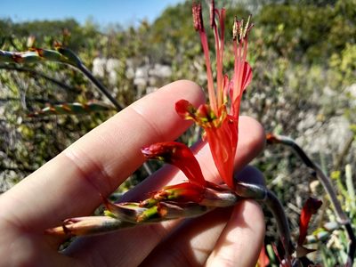 Babiana hirsuta, photographed by De Waal Hugo