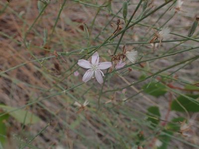 Stephanomeria tenuifolia, photographed by Randal