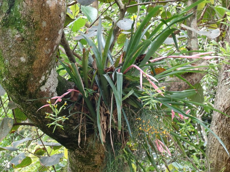 Billbergia distachia, photographed by Bruno Henrique Aranda