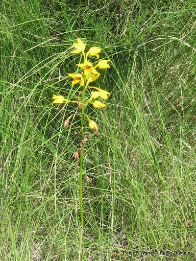 Eulophia odontoglossa, photographed by Peter Warren