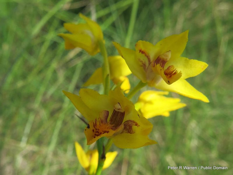 Eulophia odontoglossa, photographed by Peter Warren