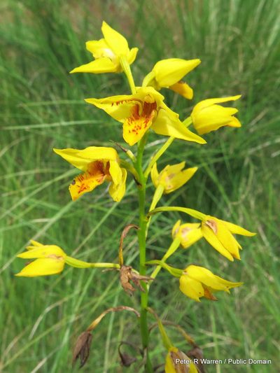 Eulophia odontoglossa, photographed by Peter Warren