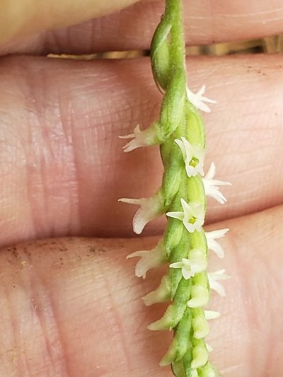 Spiranthes ovalis, photographed by Mark Richman