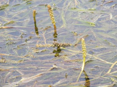 Potamogeton schweinfurthii, photographed by Andrew Deacon