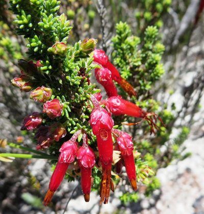 Erica monadelphia, photographed by linkie