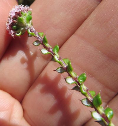 Stoebe cyathuloides, photographed by linkie
