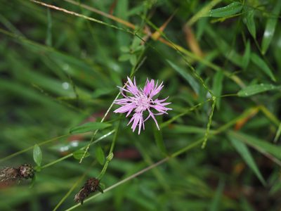 Centaurea nigrescens, photographed by mefisher
