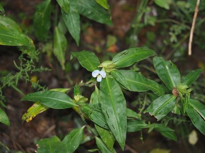 Commelina virginica, photographed by mefisher