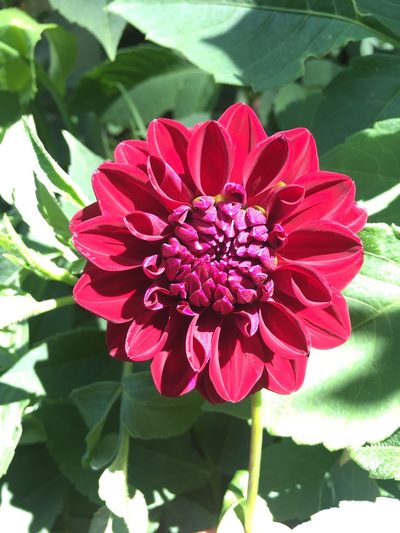 Dahlia pinnata, photographed by Dairon Cuevas Riveras