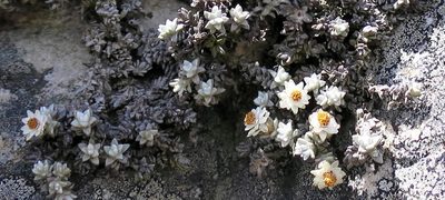 Helichrysum saxicola, photographed by Di Turner