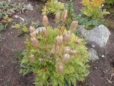 Pulsatilla occidentalis, photographed by Randal