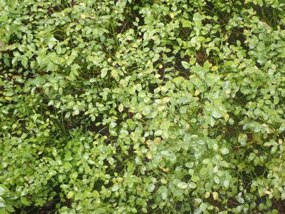 Vaccinium scoparium, photographed by Randal