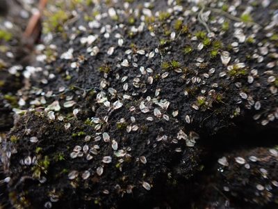 Riccia crinita, photographed by Randal