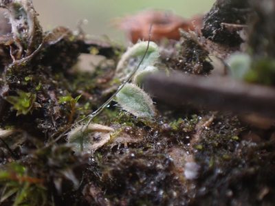 Riccia crinita, photographed by Randal
