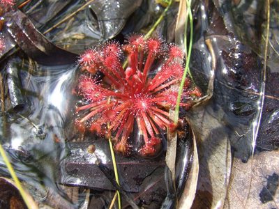 Drosera petiolaris, photographed by coenobita