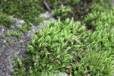 Orthodicranum fulvum, photographed by Steven Lamonde
