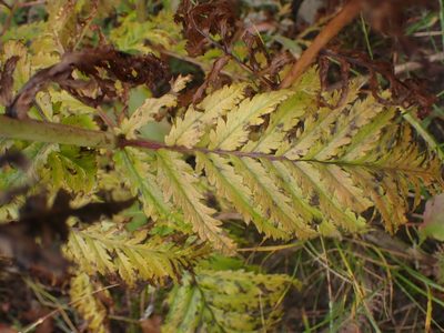 Pedicularis bracteosa, photographed by Randal