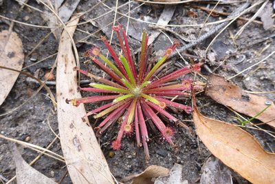 Drosera petiolaris, photographed by coenobita
