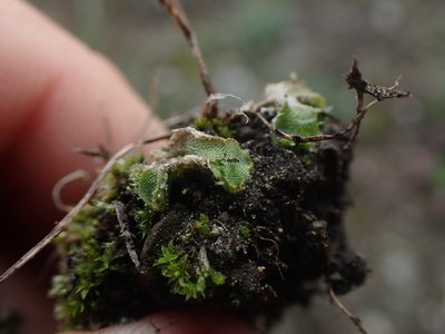 Clevea hyalina, photographed by Randal