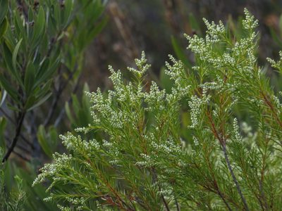 Brunia africana, photographed by Jeremy Gilmore