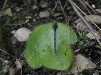 Holothrix villosa, photographed by Jeremy Gilmore