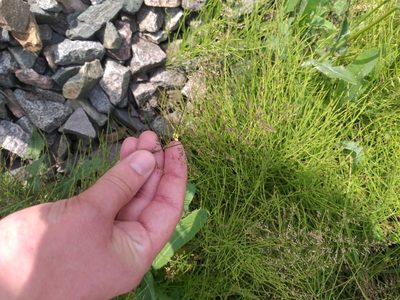 Poa compressa, photographed by Dmitriy Bochkov
