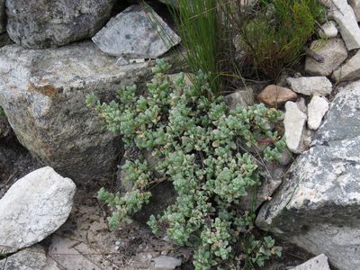 Oscularia deltoides, photographed by Jeremy Gilmore