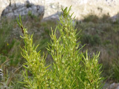 Leucadendron salicifolium, photographed by Jeremy Gilmore