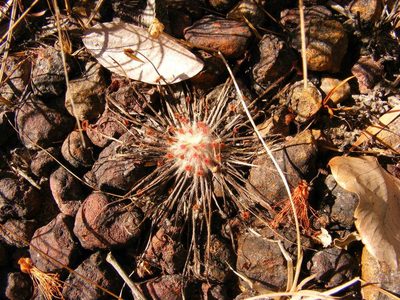 Drosera petiolaris, photographed by coenobita