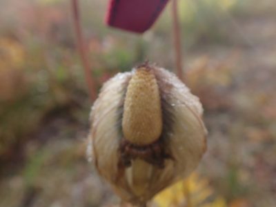 Pulsatilla occidentalis