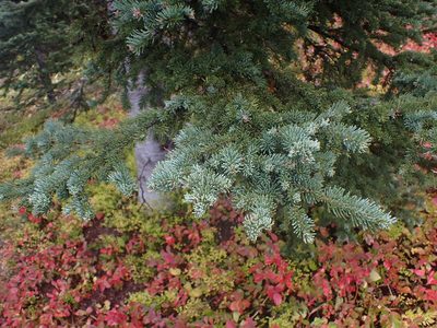 Abies lasiocarpa, photographed by Randal