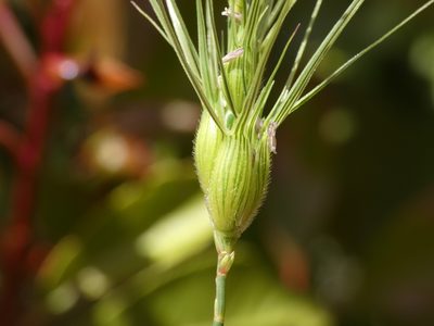 Aegilops neglecta, photographed by Yves Bas
