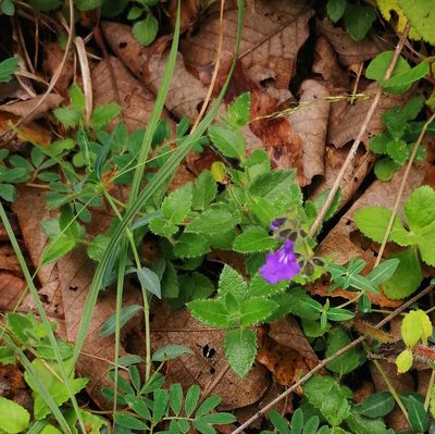 Salvia pusilla, photographed by Eugenio Padilla