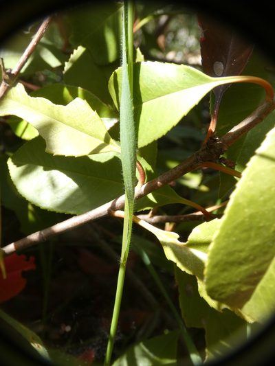 Aegilops neglecta, photographed by Yves Bas