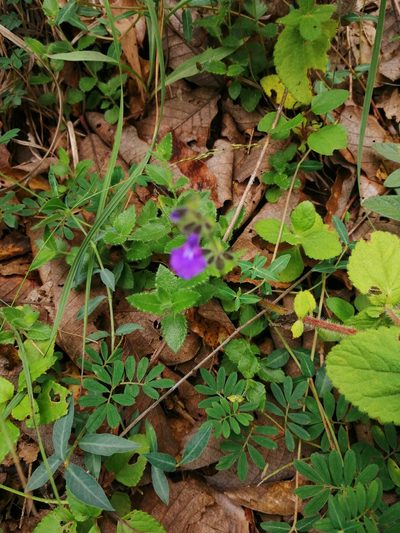 Salvia pusilla, photographed by Eugenio Padilla