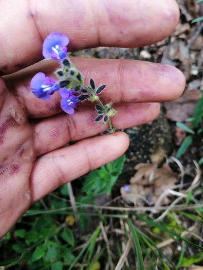 Salvia pusilla, photographed by Eugenio Padilla