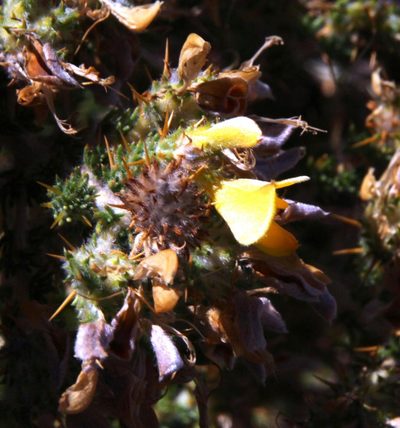 Aspalathus aculeata, photographed by Tony Rebelo