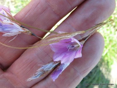 Dierama dracomontanum, photographed by Peter Warren