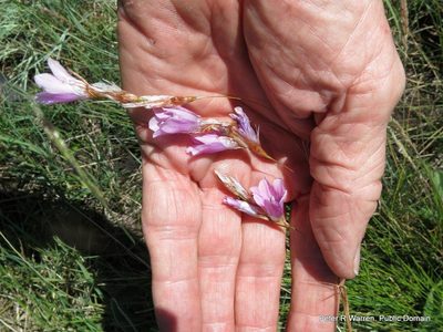 Dierama dracomontanum, photographed by Peter Warren