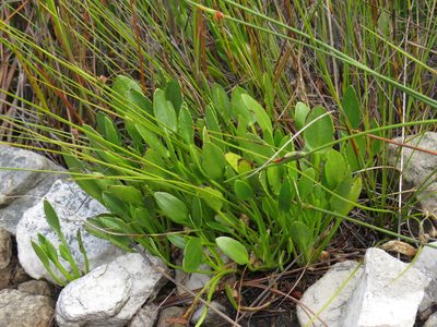 Villarsia capensis, photographed by Jeremy Gilmore