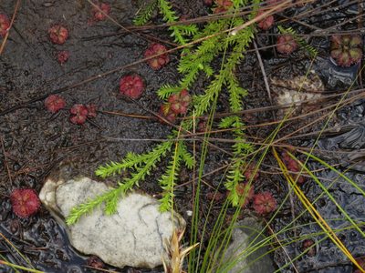 Drosera cuneifolia, photographed by Jeremy Gilmore