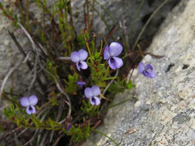 Viola decumbens, photographed by Jeremy Gilmore