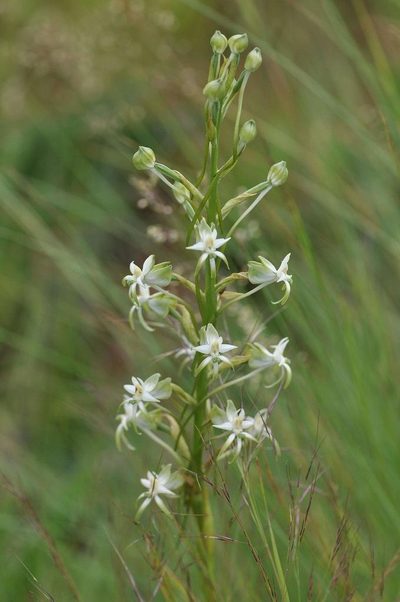 Habenaria afra, photographed by Andrew Hankey