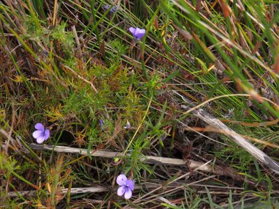 Viola decumbens, photographed by Jeremy Gilmore