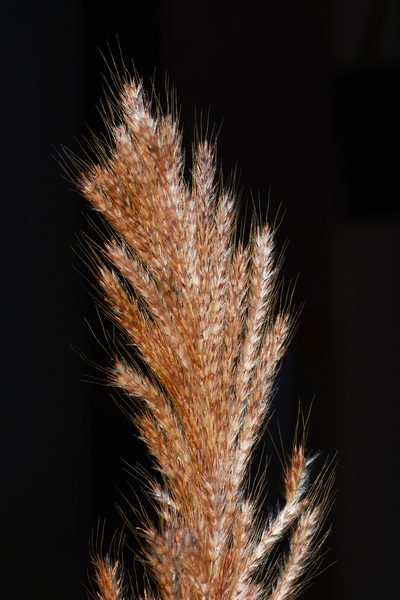 Saccharum filifolium, photographed by S.MORE
