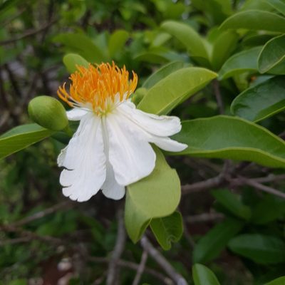 Xylotheca kraussiana, photographed by Margaret Burger