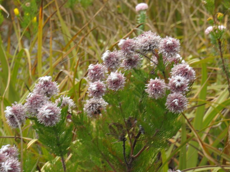 Serruria acrocarpa, photographed by Jeremy Gilmore