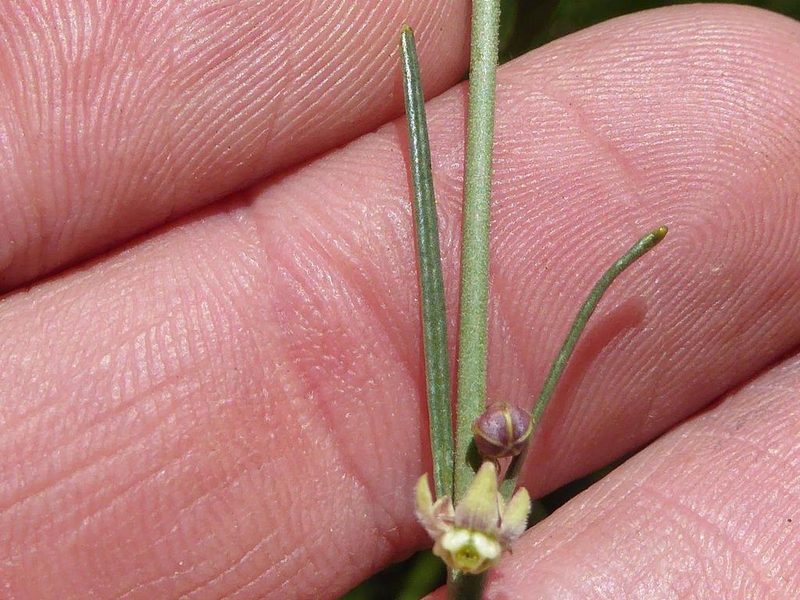 Aspidoglossum glanduliferum, photographed by Andrew Hankey